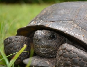 brown tortoise thumbnail