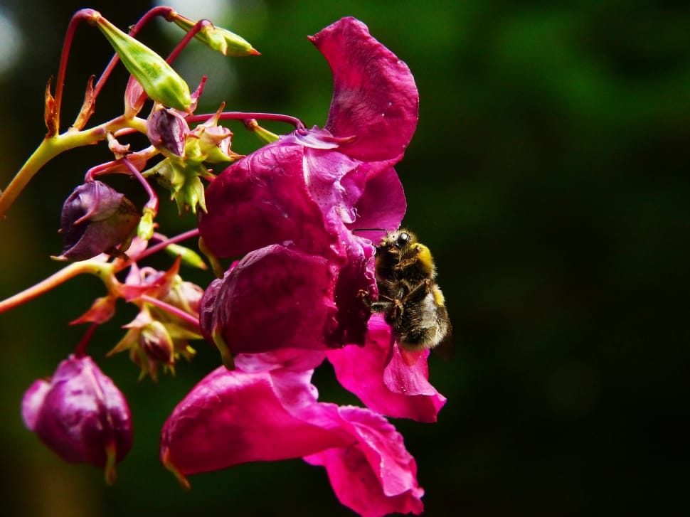 pink bougainvillea with bumble bee preview