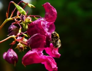 pink bougainvillea with bumble bee thumbnail