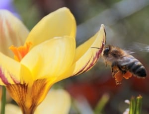 yellow and black honey bee and yellow petaled flower thumbnail