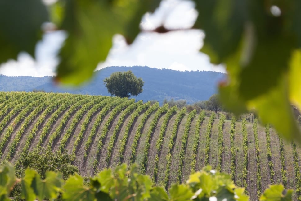 Vineyard, Wine, Vine, Series, growth, nature preview