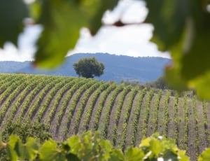 Vineyard, Wine, Vine, Series, growth, nature thumbnail