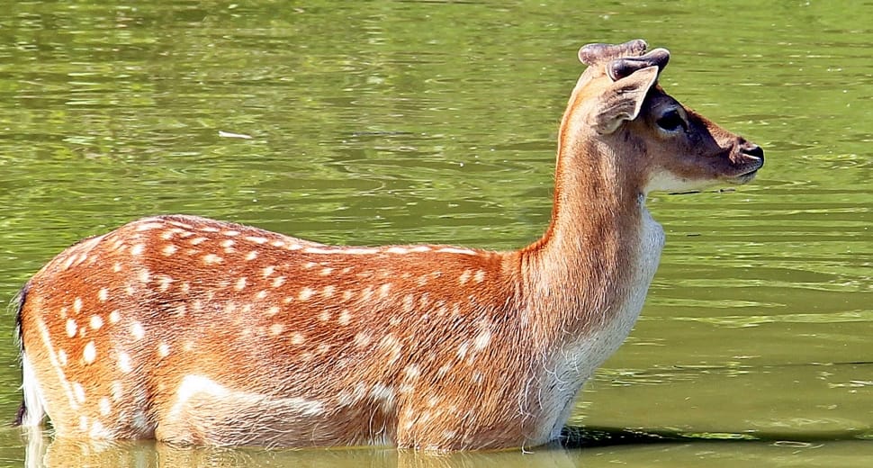 Wild, Fallow Deer, Nature, Roe Deer, one animal, animal wildlife preview