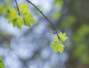 Forest, Maple, Light, Maple Leaf, Sun, leaf, growth thumbnail
