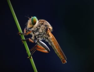 brown and grey robberfly thumbnail