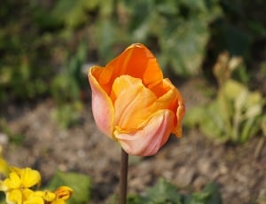 Flora, Tulip, Nature, Flowers, Spring, flower, petal thumbnail