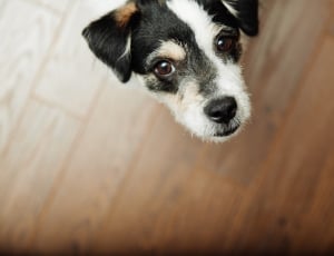 white and black russell terrier thumbnail