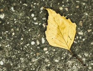 Wood, Nature, Yellow, Foliage, Autumn, leaf, autumn thumbnail