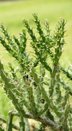 Needles, Plant, Drought, Spikes, Cactus, green color, growth thumbnail