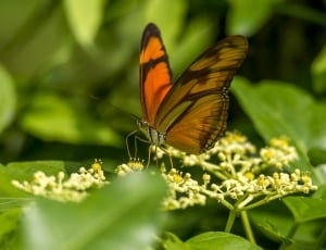 brown butterfly in green leaves thumbnail