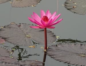 pink water lily thumbnail