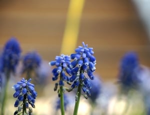 selective focus photo of blue petaled flower buds thumbnail