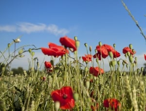 Papaver, Poppy, Landscape, Spring, red, flower thumbnail