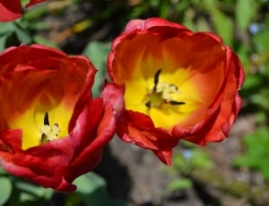 2 red and yellow flowers thumbnail