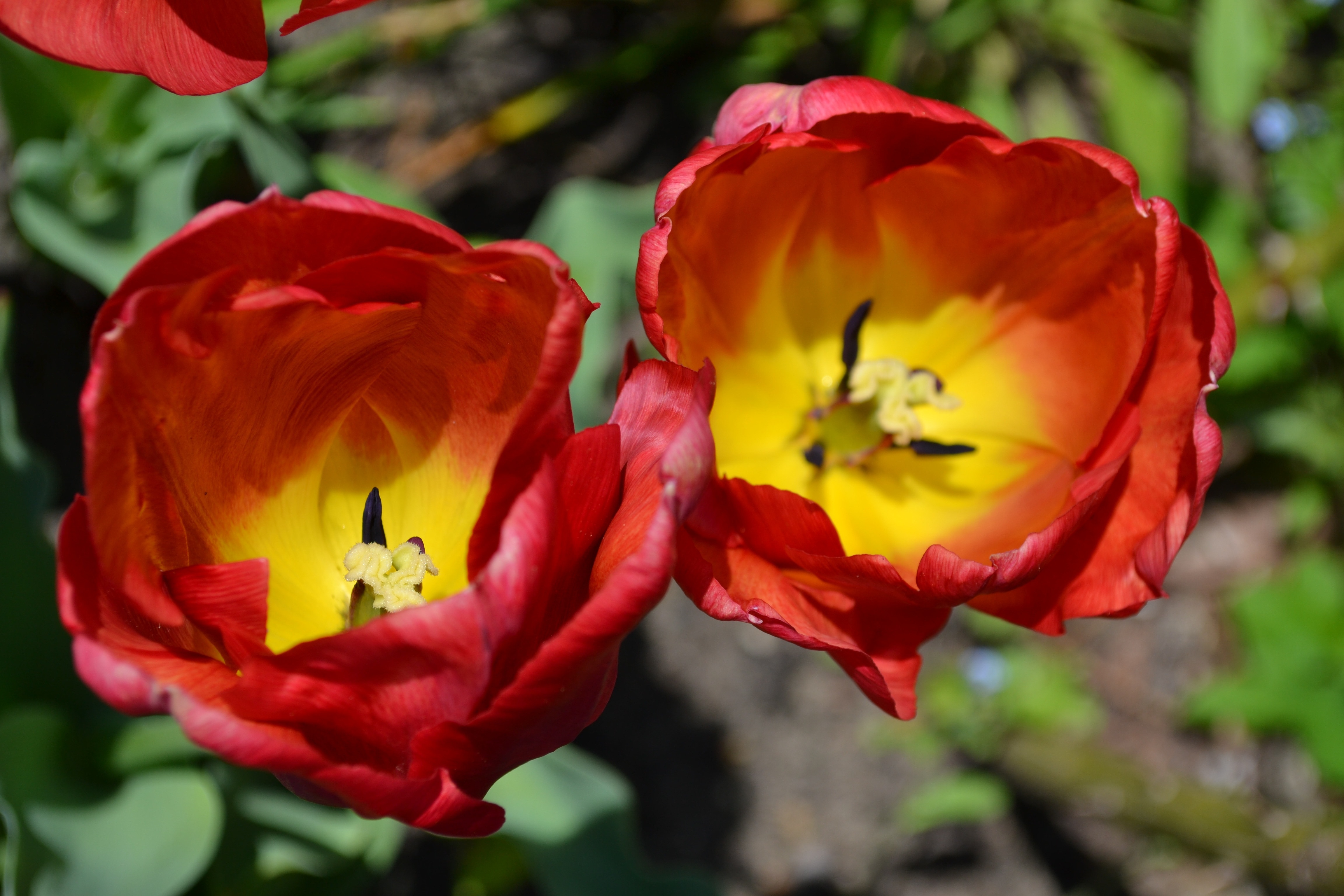 2 red and yellow flowers