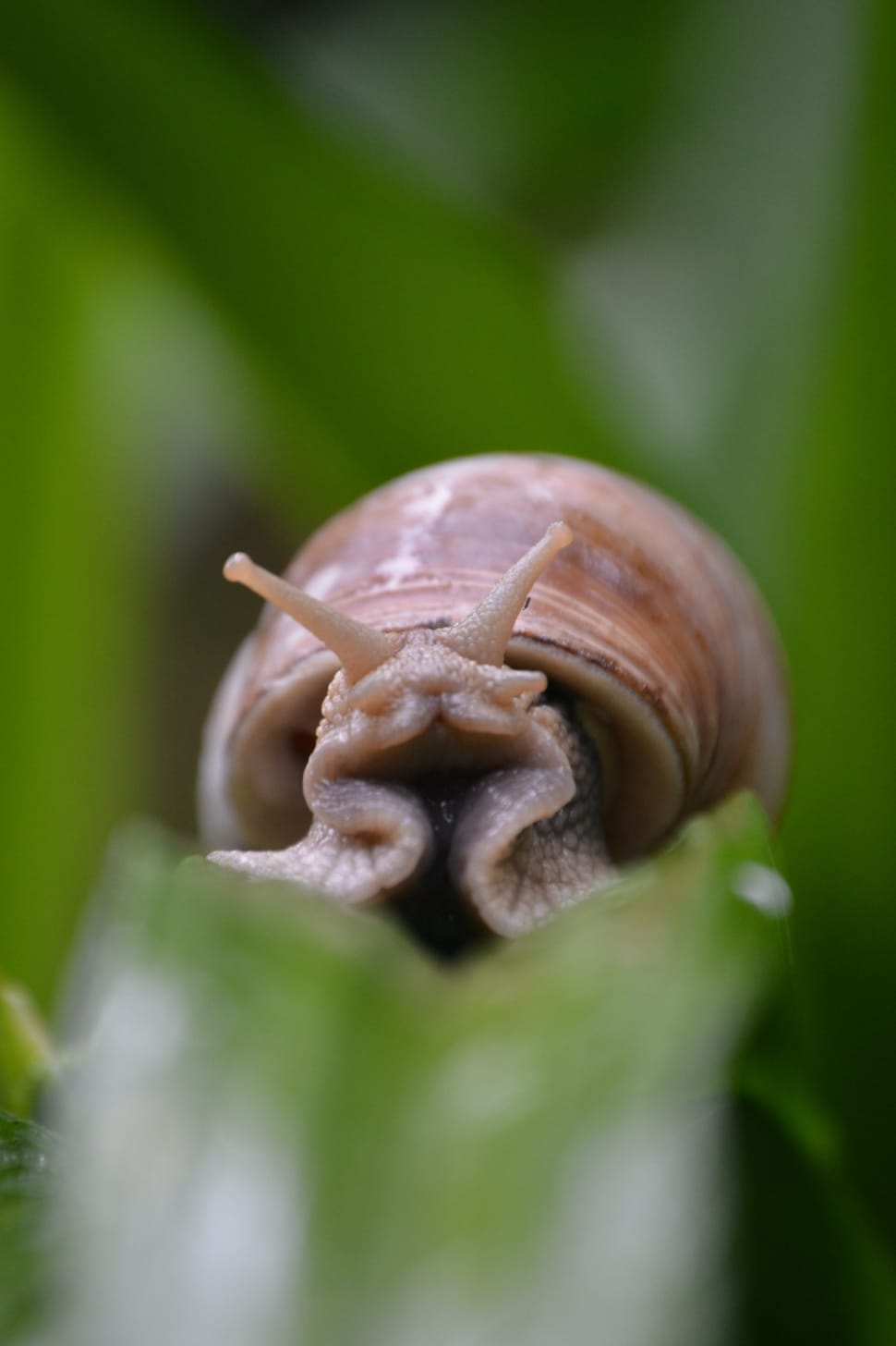 shallow depth of field of brown snail preview