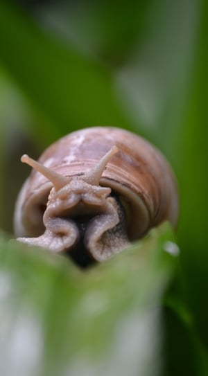 shallow depth of field of brown snail thumbnail