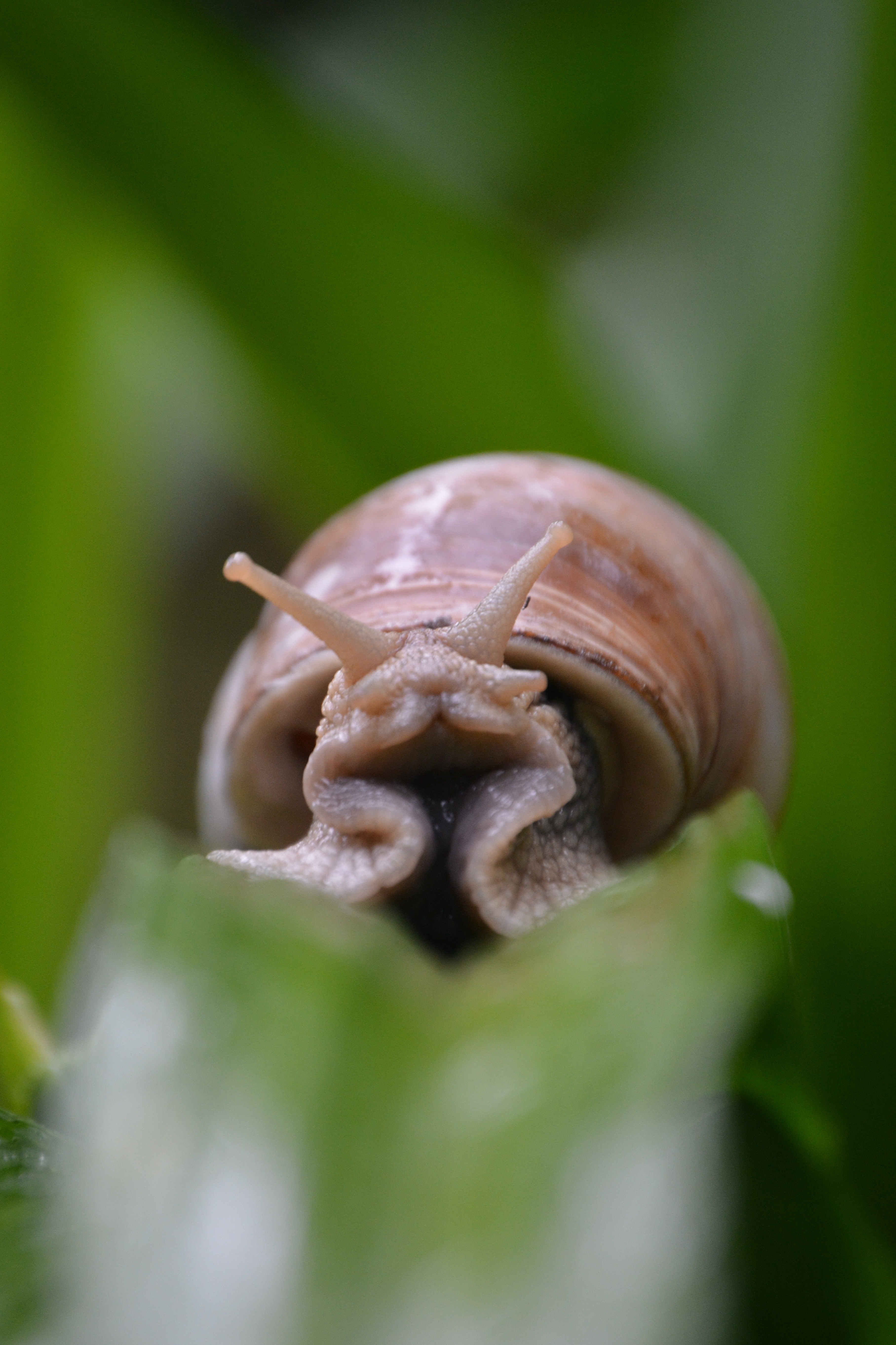 shallow depth of field of brown snail