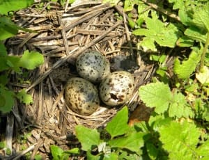 3 quail eggs thumbnail