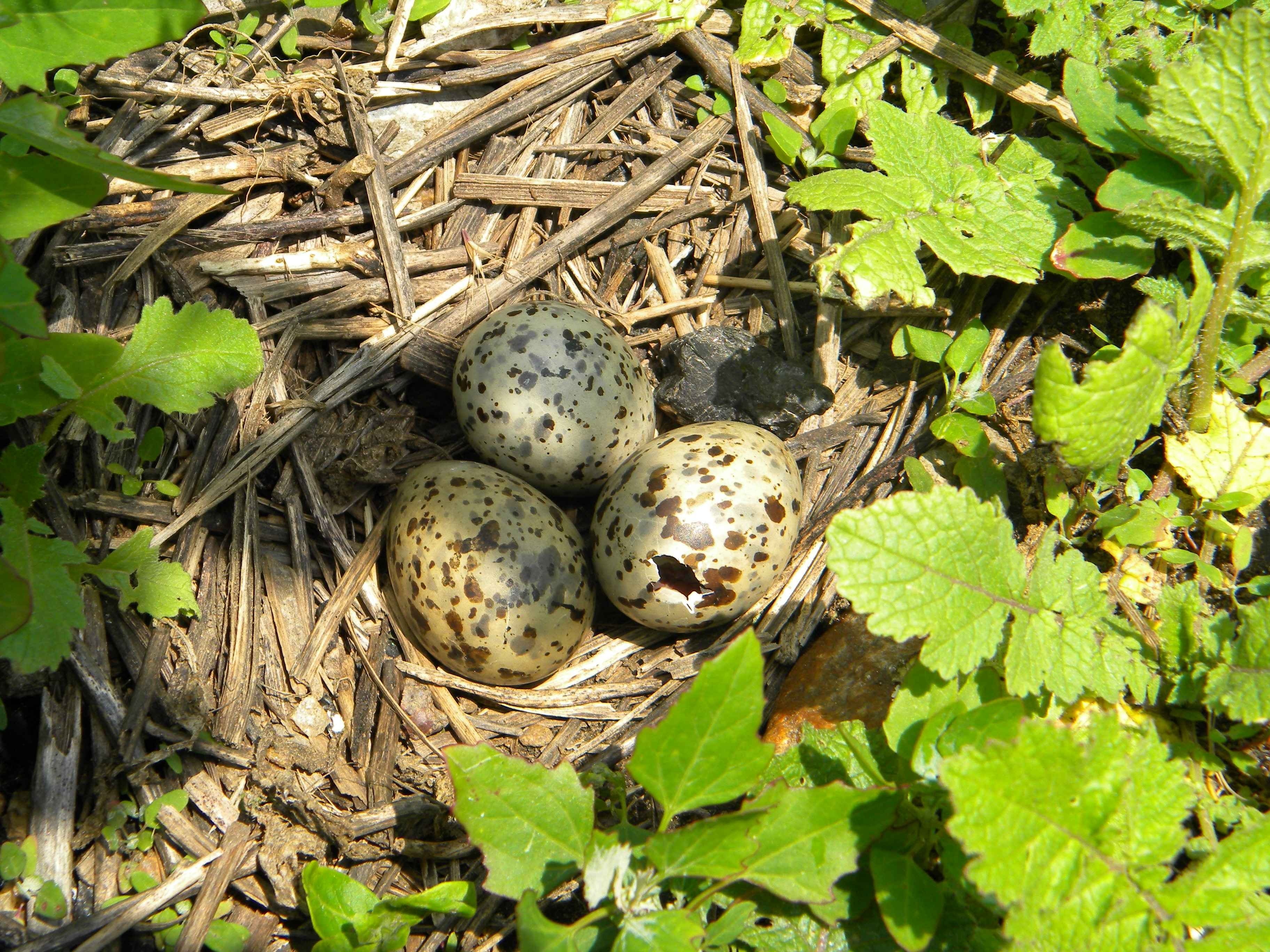 3 quail eggs