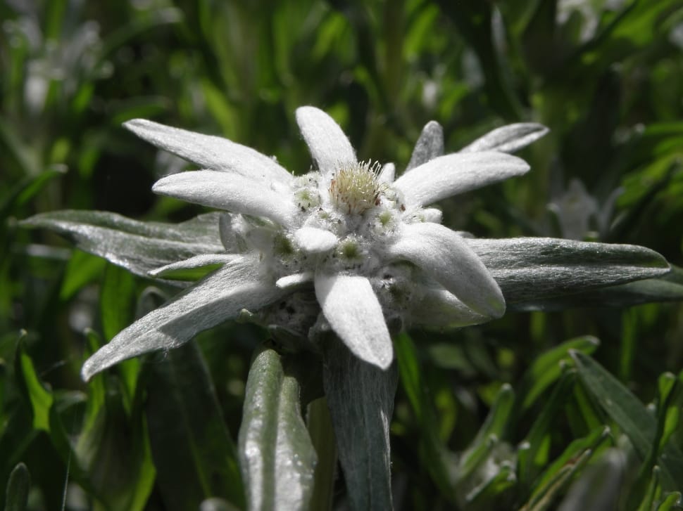 white multi-petal flower preview