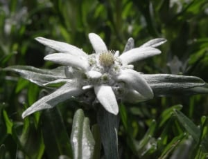 white multi-petal flower thumbnail