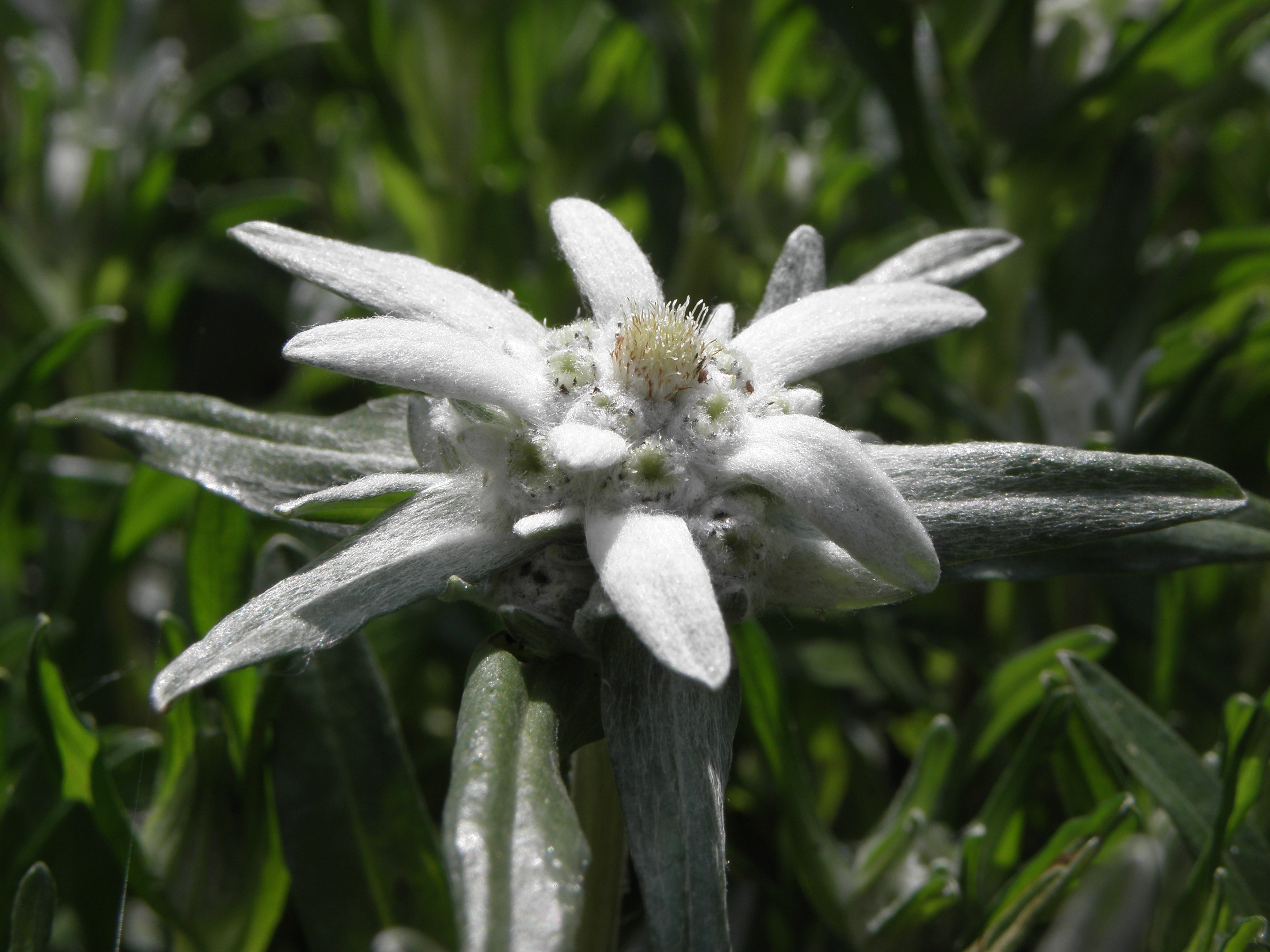 white multi-petal flower