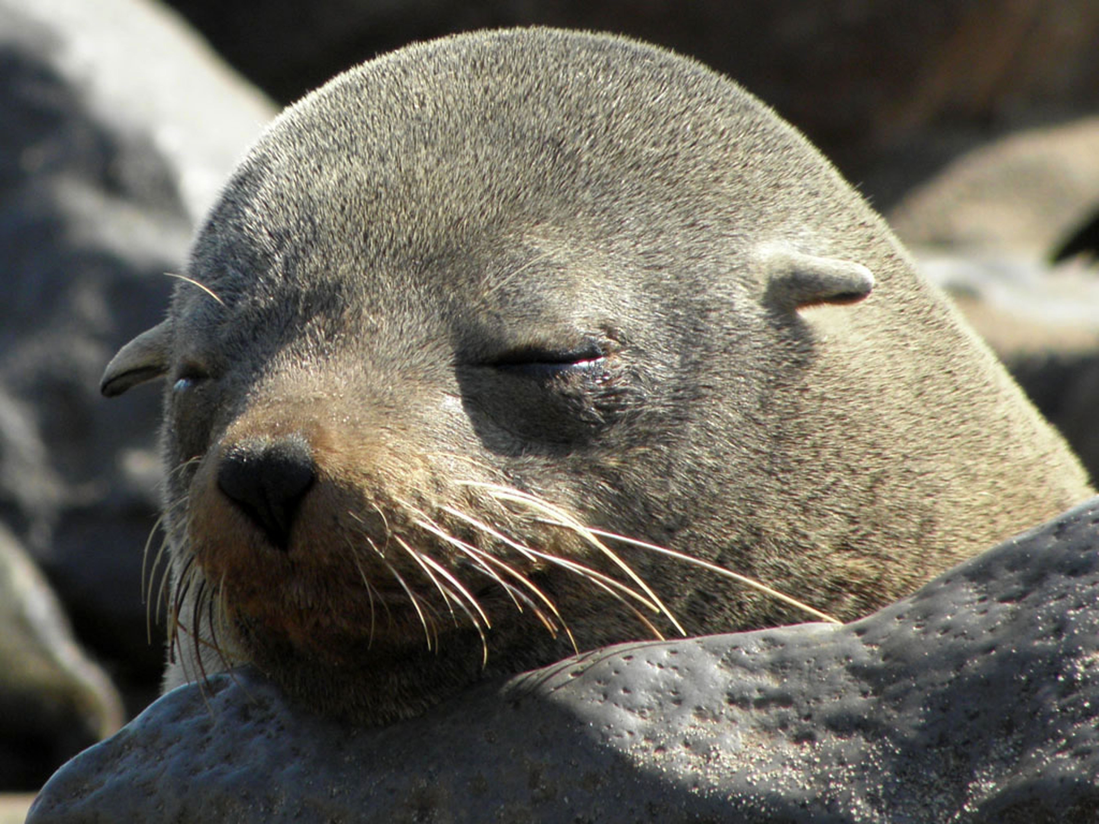 Lazy, Nature, Animal World, Seal, Sleep, one animal, seal - animal free  image | Peakpx