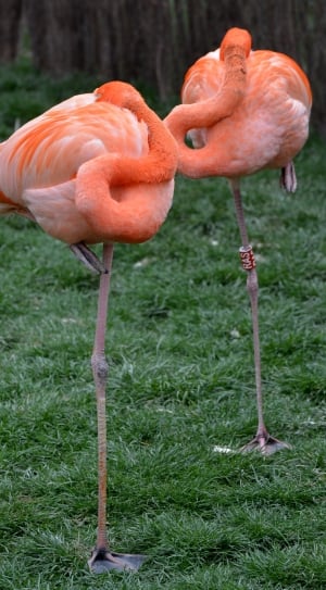 two orange-and-pink flamingo standing on grass field during daytime thumbnail