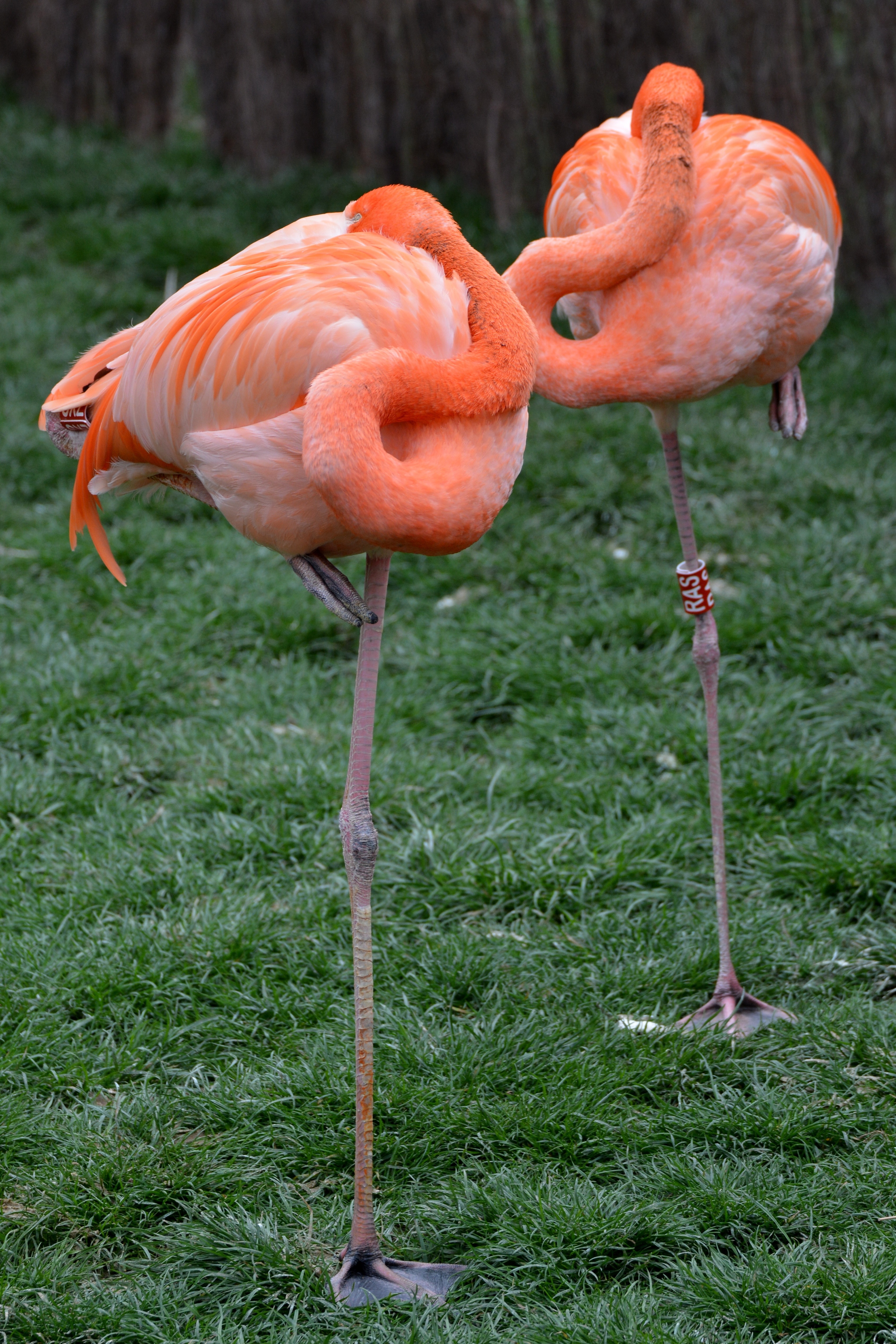 two orange-and-pink flamingo standing on grass field during daytime