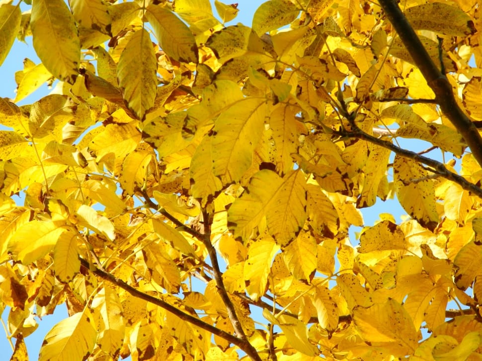 yellow leaves tree preview