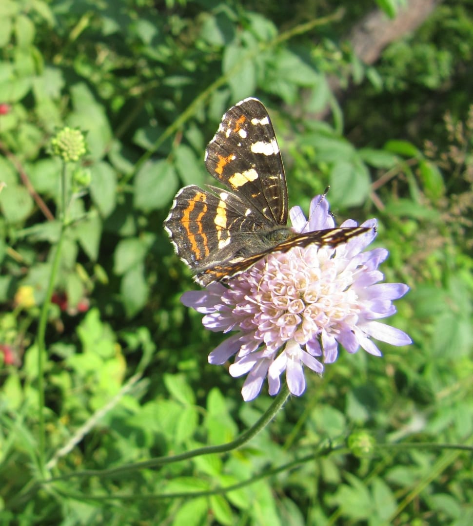 black and yellow butterfly on purple flower during daytime preview