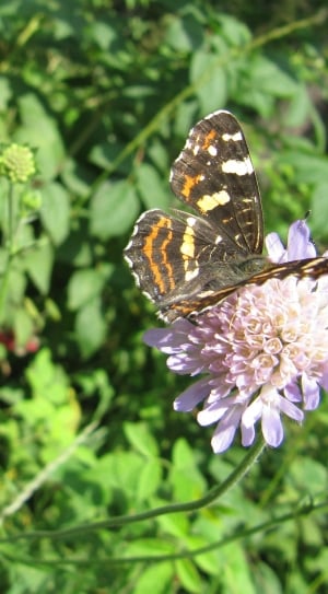 black and yellow butterfly on purple flower during daytime thumbnail