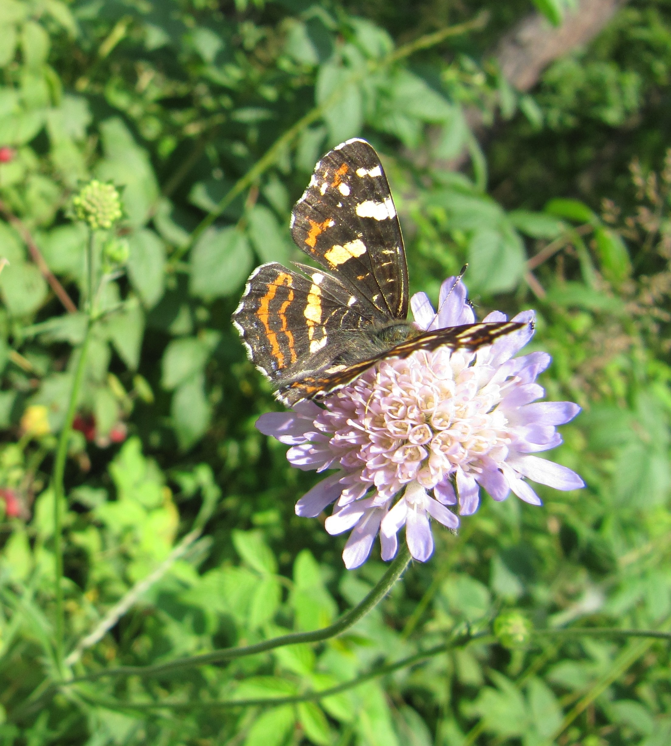black and yellow butterfly on purple flower during daytime