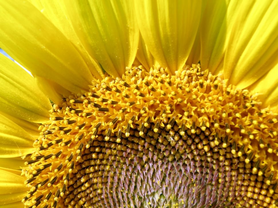 Agriculture, Sun, Sunflower, Yellow, flower, petal preview