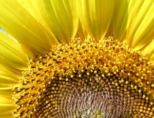 Agriculture, Sun, Sunflower, Yellow, flower, petal thumbnail