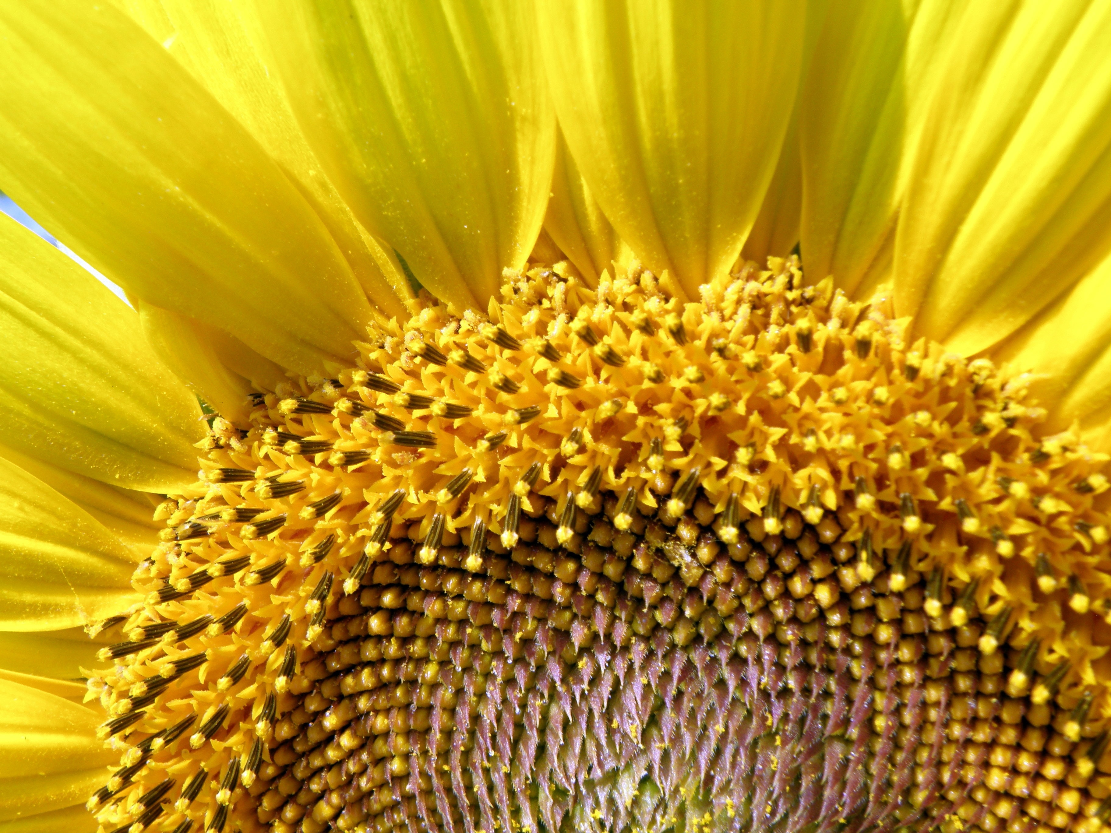 Agriculture, Sun, Sunflower, Yellow, flower, petal