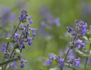 honeybee flying above purple flowers thumbnail