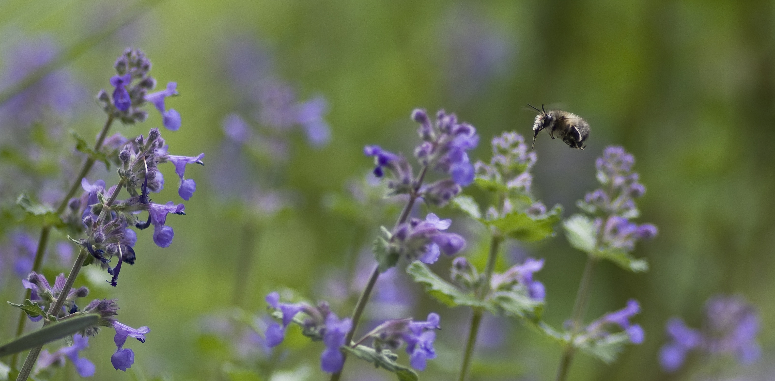 honeybee flying above purple flowers