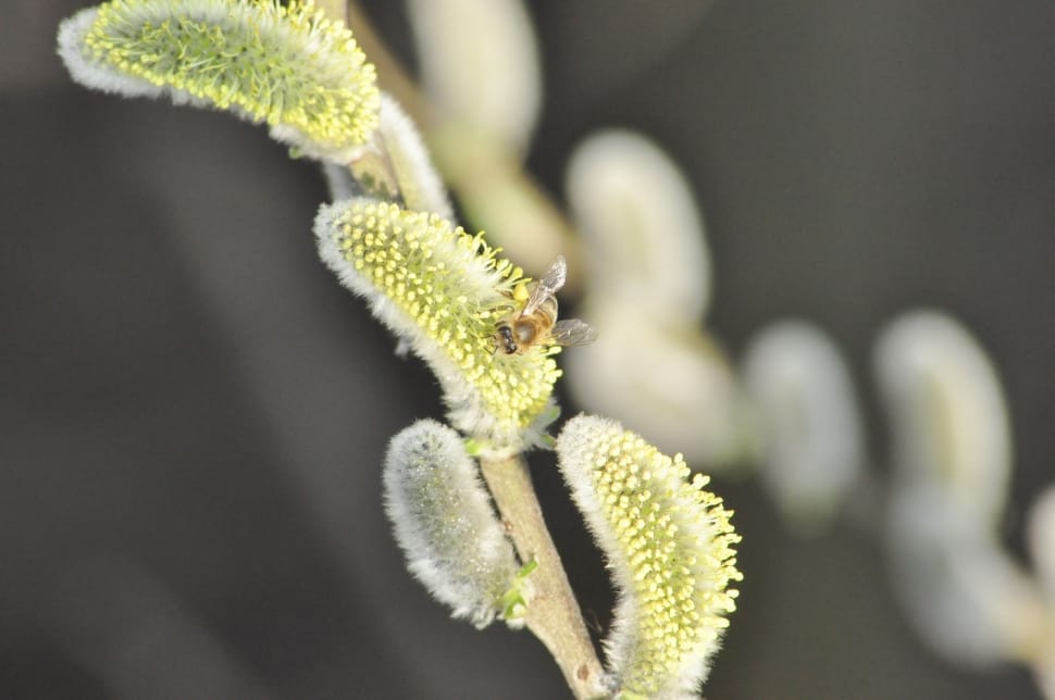 honeybee on green petaled flower preview