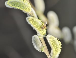 honeybee on green petaled flower thumbnail