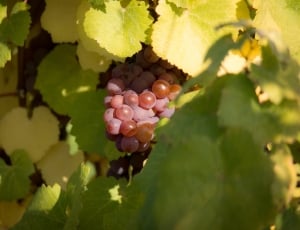 Vine, Autumn, Wine, Green, Grapes, Leaf, food and drink, leaf thumbnail