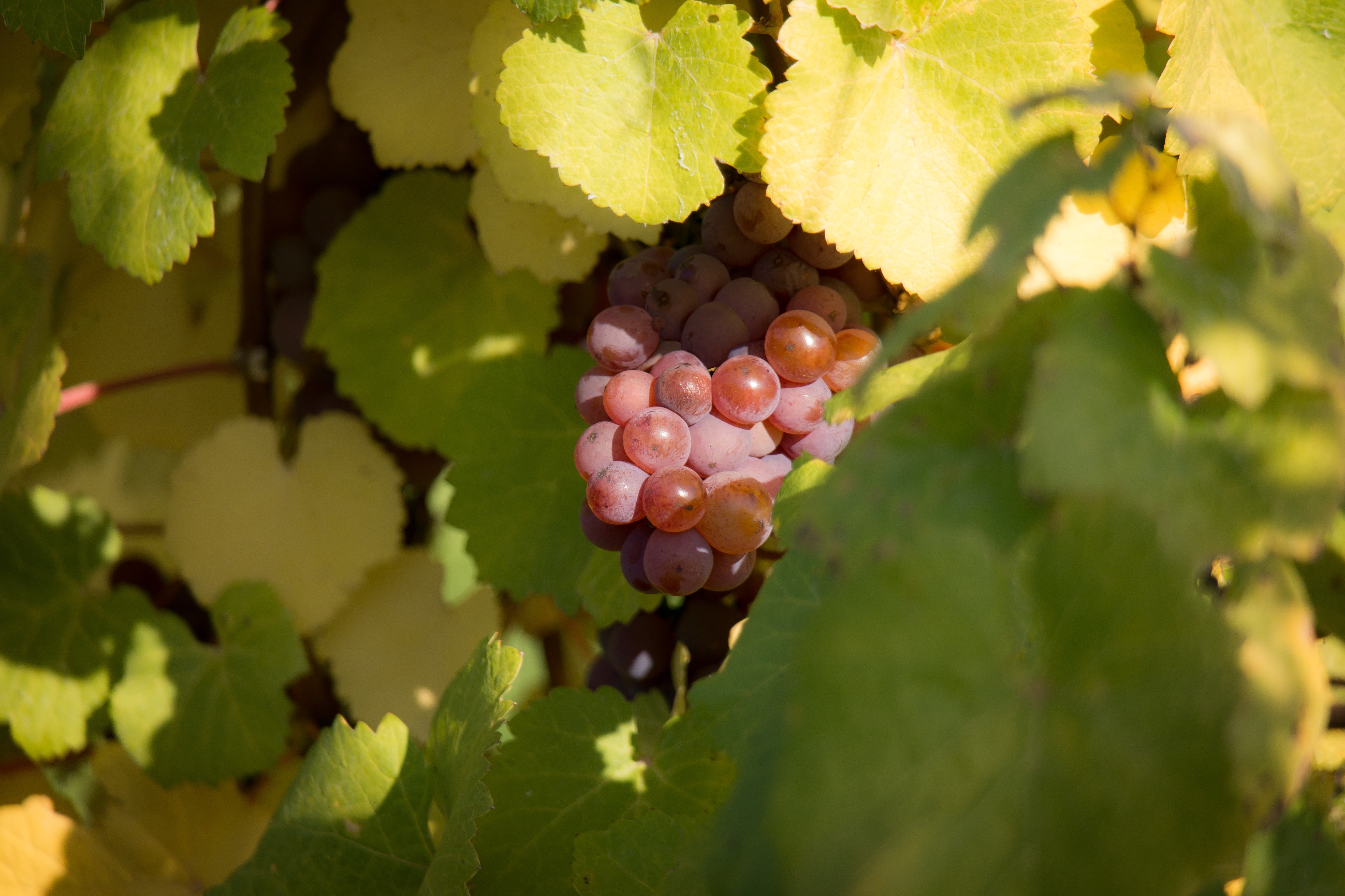 Vine, Autumn, Wine, Green, Grapes, Leaf, food and drink, leaf
