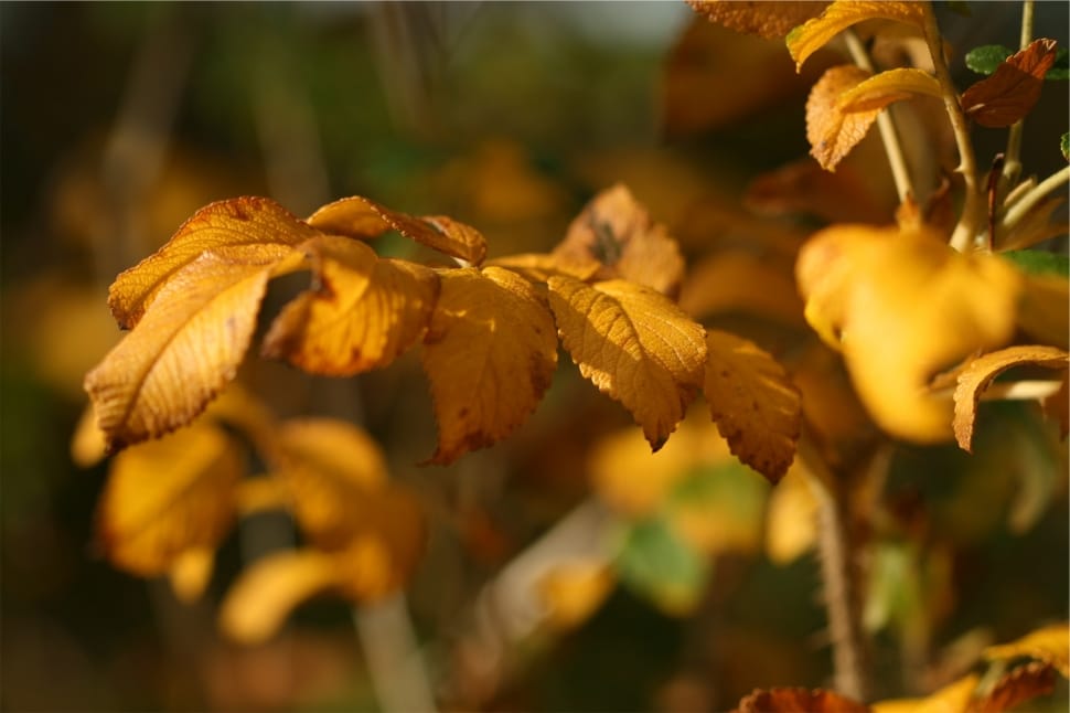 brown withered leaves preview