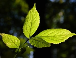 Translucent, Bright, Green, Elder Leaf, leaf, green color thumbnail
