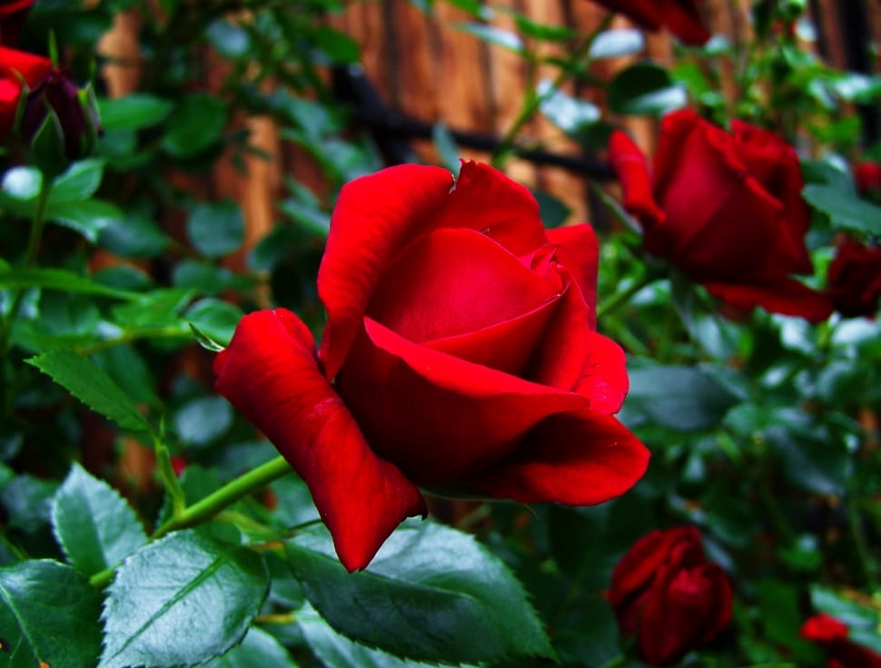 Red Rose, Garden Plant, red, flower preview
