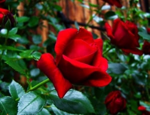 Red Rose, Garden Plant, red, flower thumbnail
