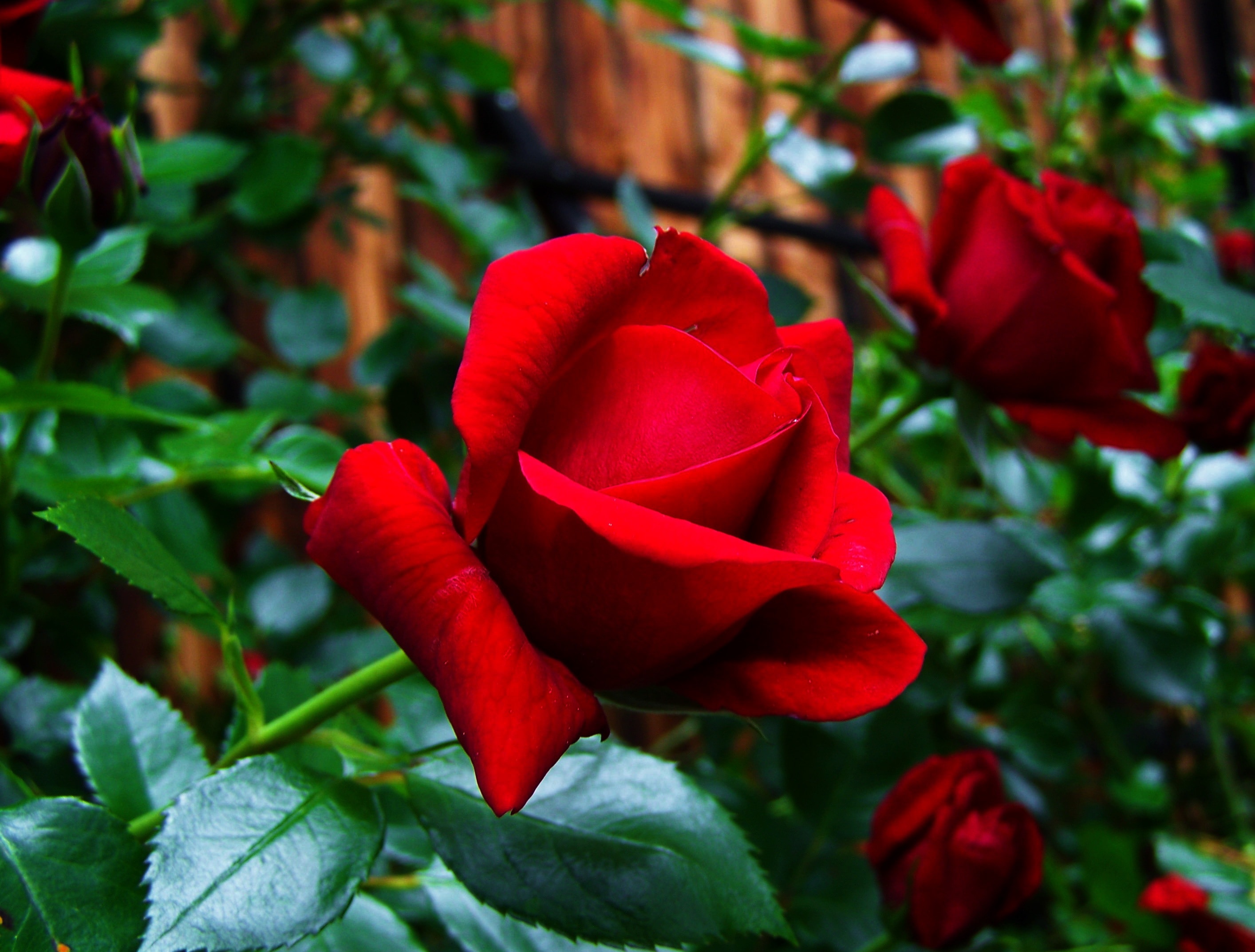 Red Rose, Garden Plant, red, flower