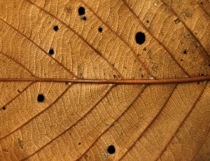 brown leaf thumbnail