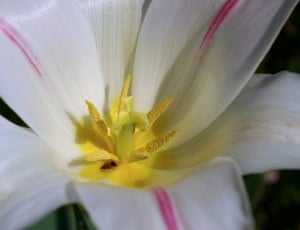 white and pink petal flower thumbnail